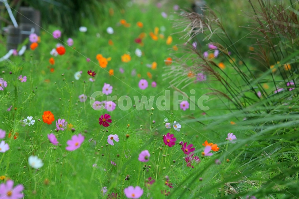 field,가을,코스모스,갈대,nature,자연,식물,자연,plants,nature,꽃,flower