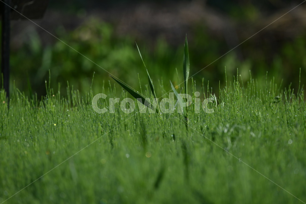 식물,감성사진,이슬,이슬꽃,자연풍경,봄,아침이슬,5월,쇠비듬,식물,자연,plants,nature