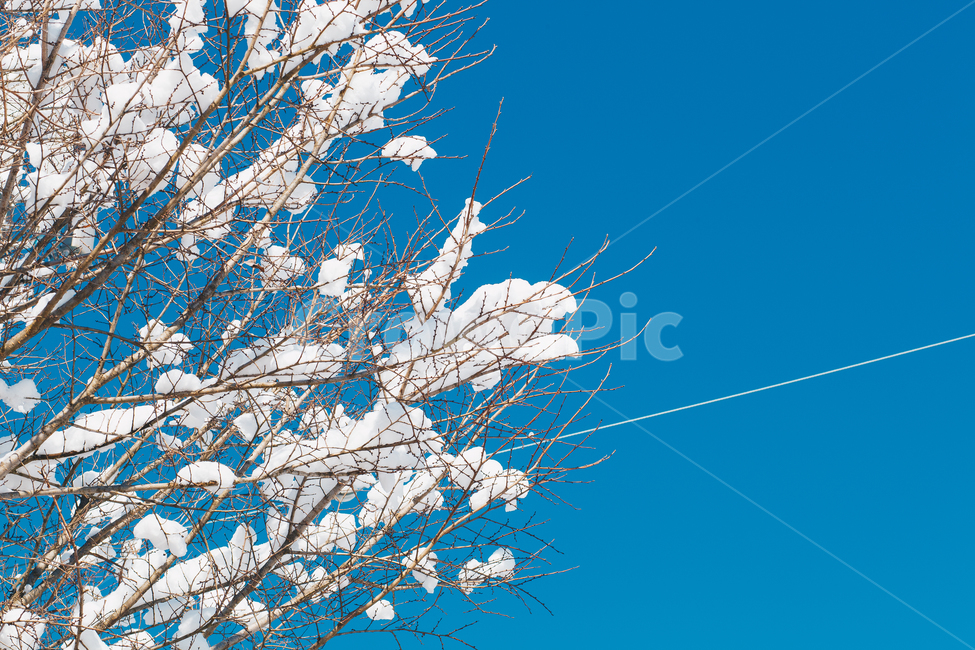 winter,겨울,눈,snow,나무,나뭇가지,풍경,겨울,계절,winter,season