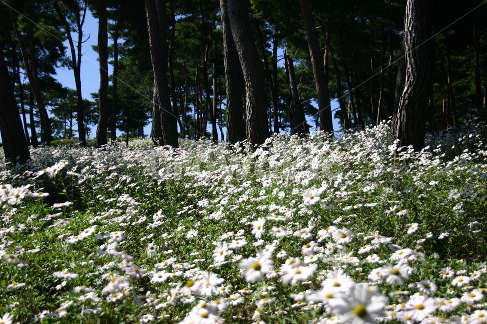 구절초,가을,숲속,식물,자연