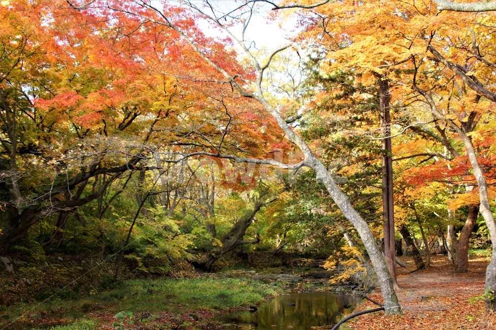 가을,단풍,낙엽,자연,나무,풍경,울긋불긋,계절,아름다움,식물,숲속,fall,trees,nature,autumn,season,단풍잎,단풍나무,자연풍경,감성,계곡물,그림자,가을,계절,fall,autumn,season,자연,풍경,nature,landscape,tree,plant,tree trunk,나무 줄기