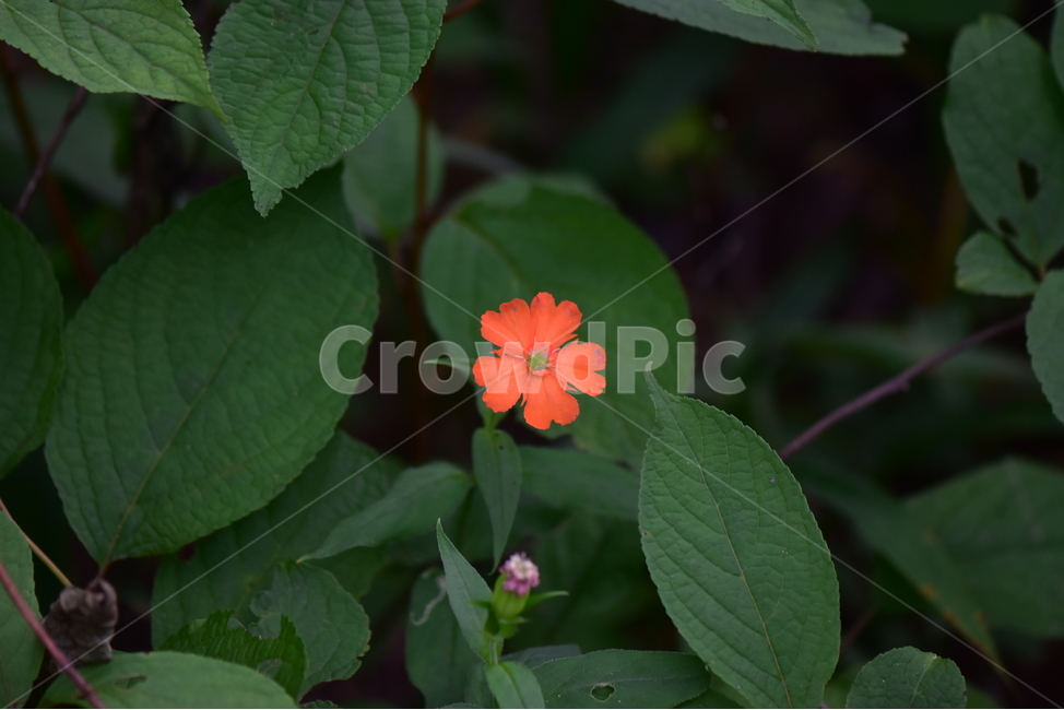 동자꽃,야생화,식물,자연,꽃,생태,힐링,플라워,wildflower,flower,plants,nature,season,감성,느낌,emotion,feeling,여름,오렌지색,여러해살이풀,석죽과,동자꽃속,식물,자연,plants,nature,꽃,flower
