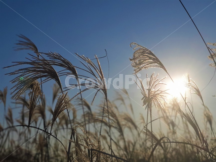 reed,갈대,plant,식물,sky,sunlight,가을,fall,autumn