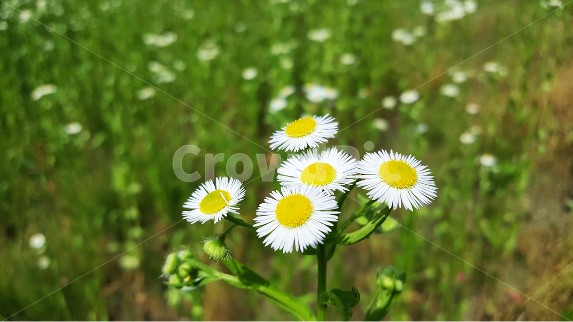 자연,들꽃,힐링,초록,꽃,들판,식물,자연,plants,nature,꽃,flower