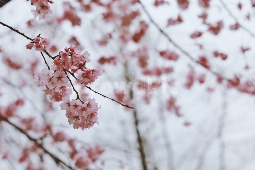 벚꽃,분홍벚꽃,벚나무,cherryblossoms,flower,cherrytree,식물,자연,plants,nature,꽃,flower