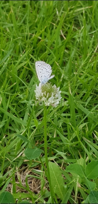 plant,식물,grass,잔디,나비,butterfly,식물,자연,plants,nature