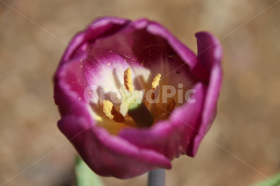튤립,꽃,자연,수목원,풍경,봄,계절,spring,season,식물,자연,plants,nature,꽃,flower,plant