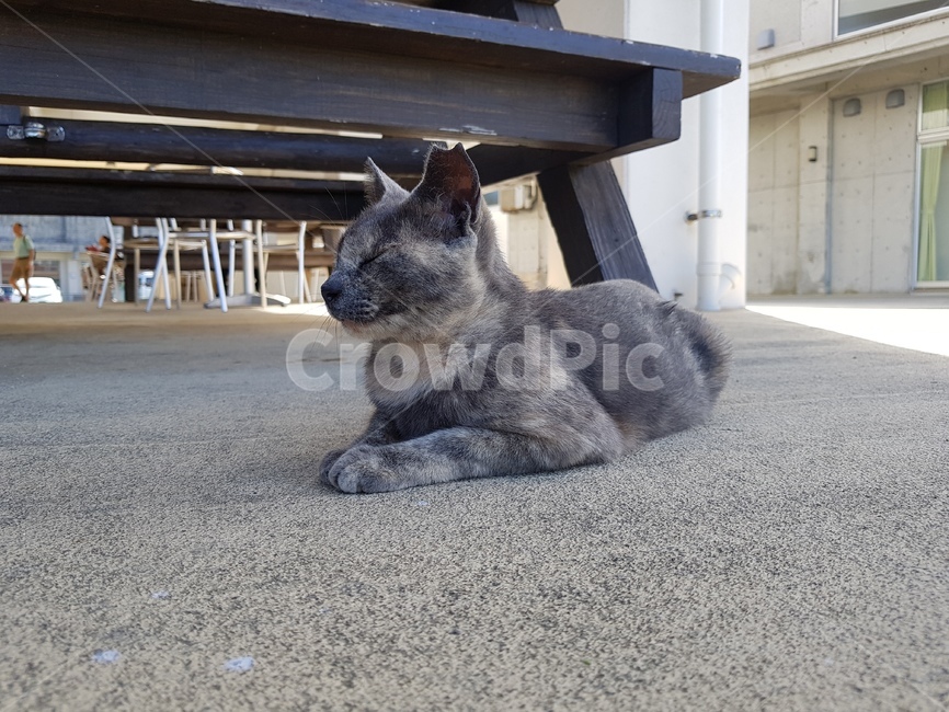 일본,오키나와,고양이,스핑크스,카페,동물,animal,포유류,mammal,고양이,cat,kitten,kitty