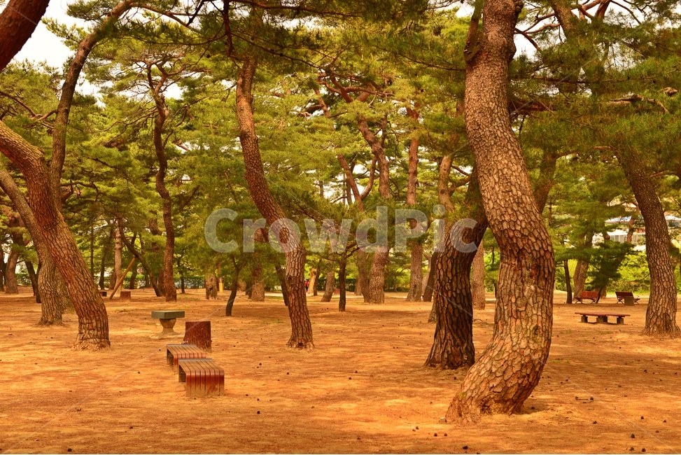 tree,나무,plant,식물,treetrunk,나무줄기,경남,하동,송림,하동송림