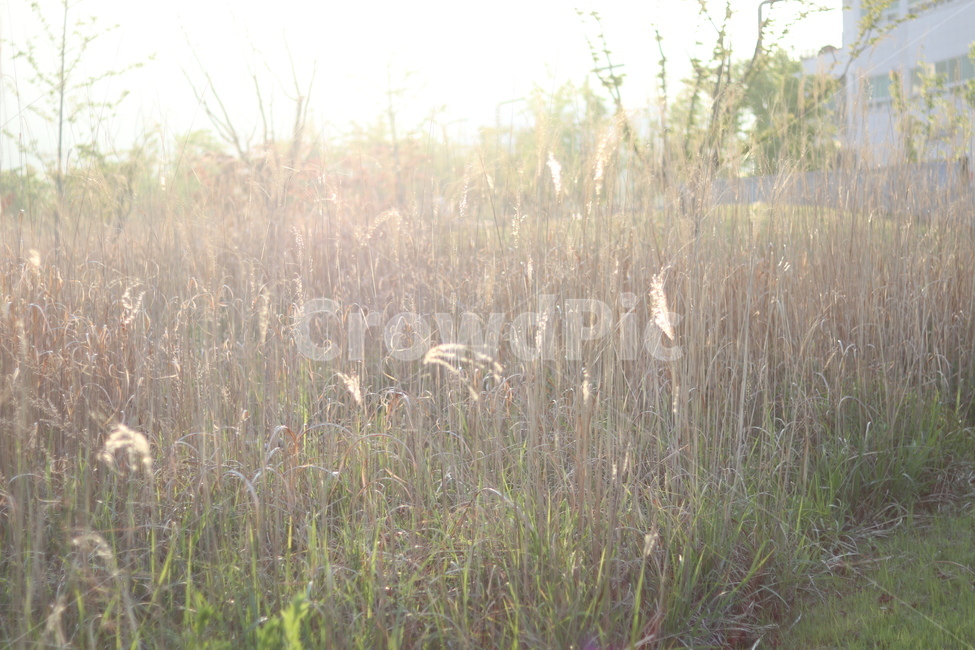 억새,아침빛,봄,갈색,동네,식물,자연,plants,nature,휴식,힐링,rest,relaxation,healing