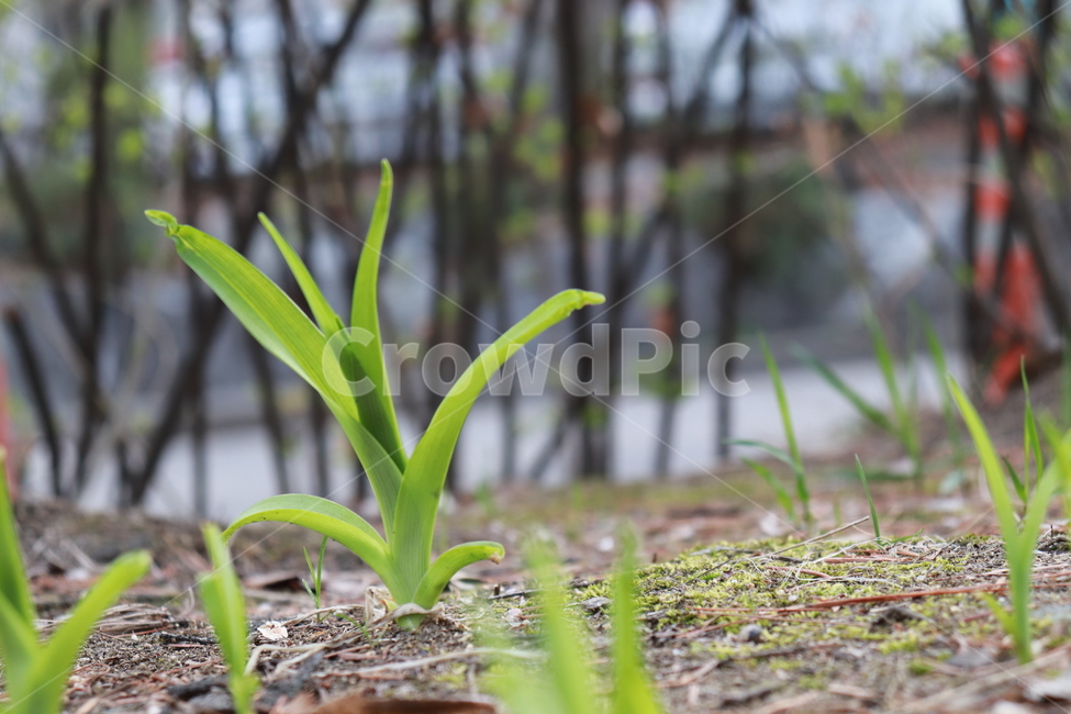 새싹,잡초,식물,자연,풀,식물,자연,plants,nature