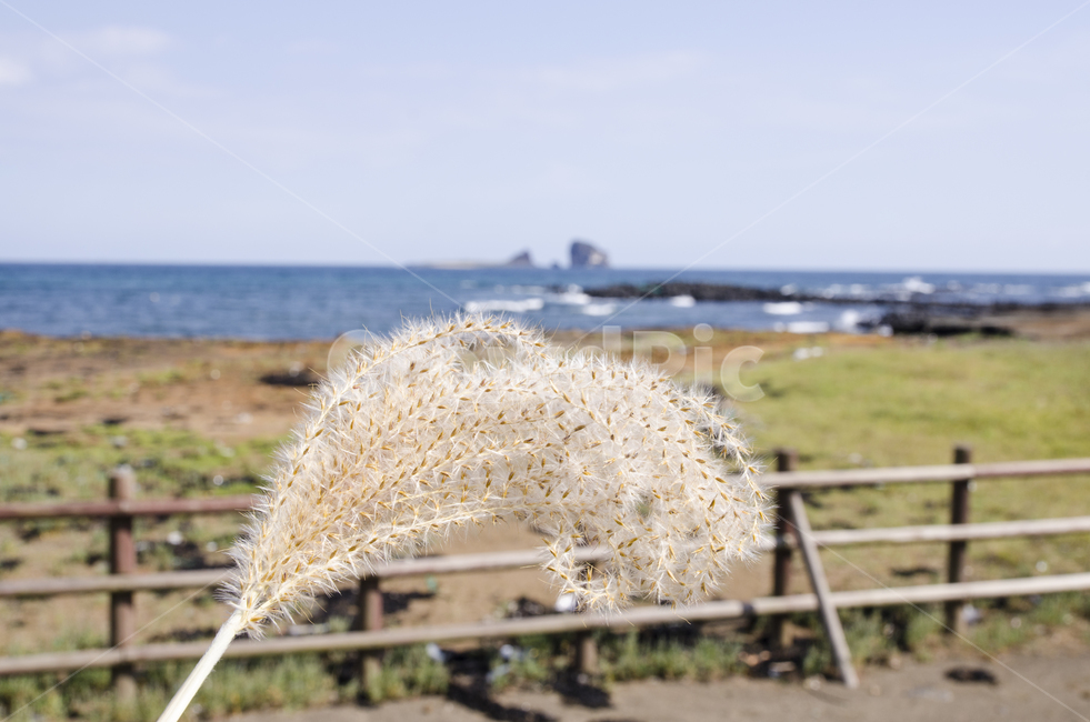 제주,갈대,갈대밭,하늘,자연,풍경,자연풍경,자연,풍경,nature,landscape,plant,식물,grass,잔디