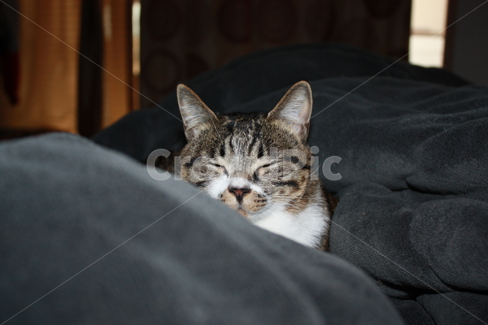 고양이,포근함,눈감은고양이,감은고양이,길고양이,동물,animal,포유류,mammal,고양이,cat,kitten,kitty