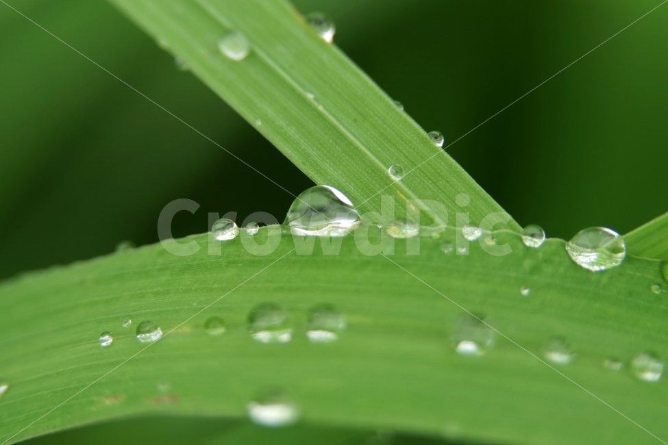 물방울,빗방울,이슬,식물,이파리,자연,비,비온후,아침,흐림,nature,waterdrop,raindrop,빗물,풀,풀잎,접사,macro,감성,감성사진,힐링,힐링사진,느낌,분위기,신비,신비한,신비로운,유리,구슬,투명한,투명,유리구슬,싱그러운,싱그럽다,싱싱한,싱싱하다,물기,수분,축축한,축축하다,축축,젖은,젖다,한국자연,한국의자연,snap,snapshot,스냅,스냅사진,스넵,스넵사진,풍경,landscape,시골,country,비,비오는날,rain,rainy,식물,자연,plants,nature