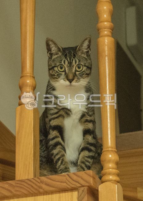 고양이,아기고양이,반려동물,냥이,애완동물,코리안숏헤어,코숏,animal,포유류,cat,kitten,kitty,동물,동물,animal,포유류,mammal,고양이,cat,kitten,kitty