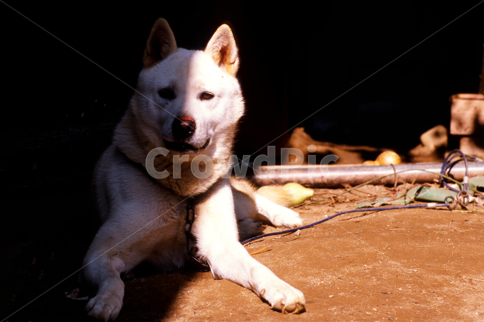 필름,필름사진,필름느낌,필름감성,백구,강아지,멍멍이,개,반려견,애완견,반려동물,애완동물,펫,진돗개,진도개,휴식,어리벙벙,혼란,아수라백작,그림자,가면,관찰,구경,mammal,animal,dog,pet,동물,animal,포유류,mammal,개,강아지,dog,doggy