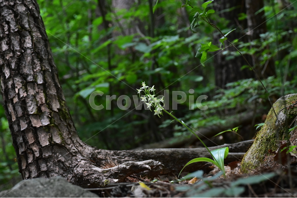 제비난초,야생화,생태,식물,자연,꽃,힐링,플라워,wildflower,flower,plants,nature,season,감성,느낌,emotion,feeling,초본,난초과,제비난초속,식물,자연,plants,nature