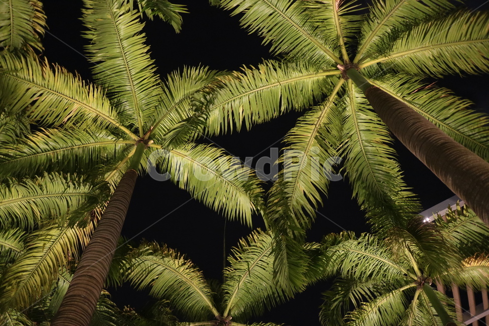 야자수,하늘,밤,나무,coconuttree,야경,밤,풍경,nightscape,night,landscape,식물,자연,plants,nature,나무,trees,wood,tree,plant,conifer,구과 식물