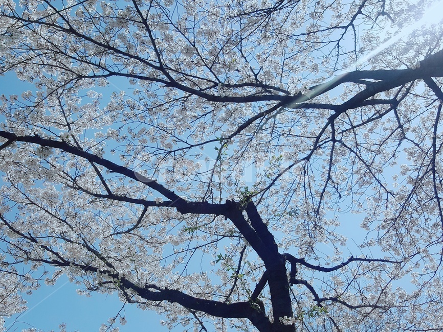 벚꽃,만개,만발,분홍,하늘,파스텔,팝콘