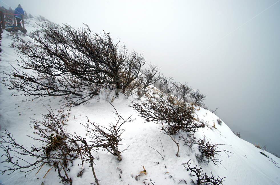 한라산,설경,제주도,영실코스,눈,겨울,설화,안개,겨울,계절,winter,season