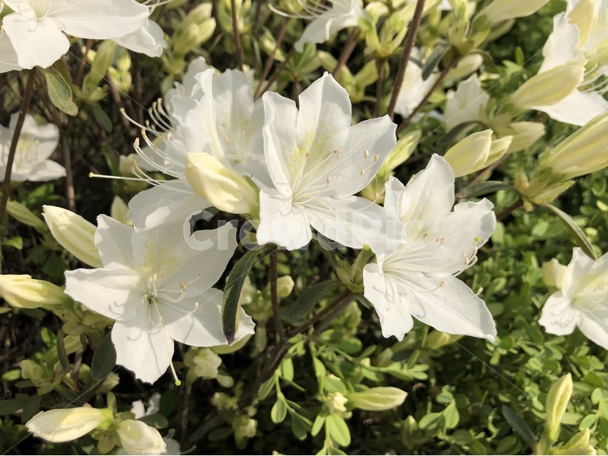 철쭉,흰철쭉,꽃,흰꽃,하얀색철쭉,흰색철쭉,하얀색꽃,흰색꽃