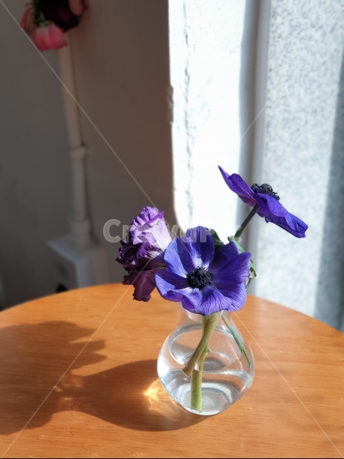 꽃,카페,테이블,감성,아네모네,인테리어,cafe,flower