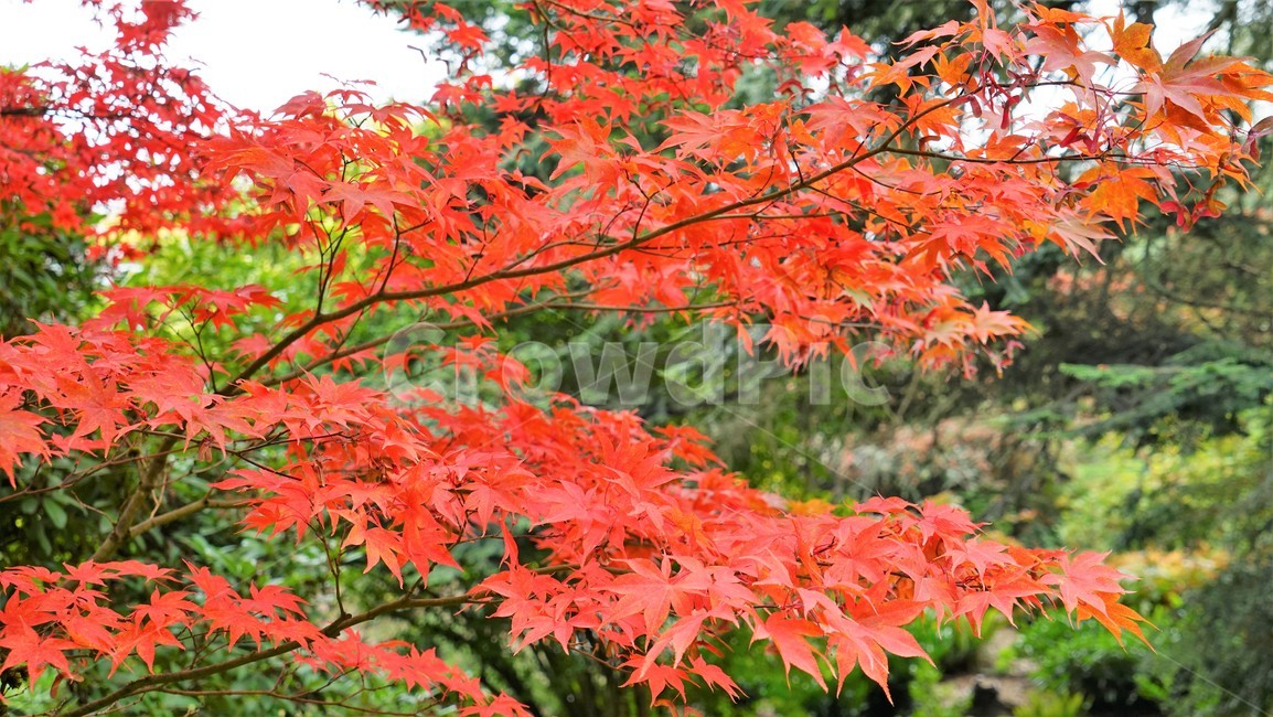 가을단풍,오색찬란,tree,plant,autumnleaves,fall,가을,계절,fall,autumn,season,식물,자연,plants,nature,leaf,잎,나무,maple,단풍