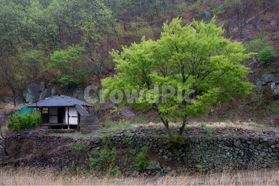 시골,나무,흙집,오랜된,나홀로,왕따,여유,쉼,초록,봄,자연,풍경,nature,landscape,한국자연풍경,한국자연경관,korea nature landscape,outdoors,옥외,building,건물