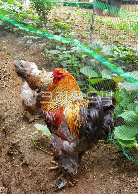 닭,골드블루브라마,블루골드브라마,브라마,관상닭,애완닭,큰닭,대형닭,동물,가금류,가축