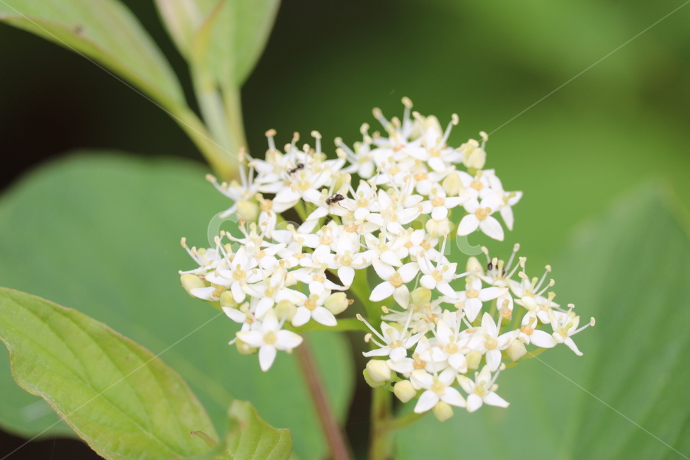 꽃,봄,여름,수목원,자연,봄,계절,spring,season,식물,자연,plants,nature,꽃,flower,plant