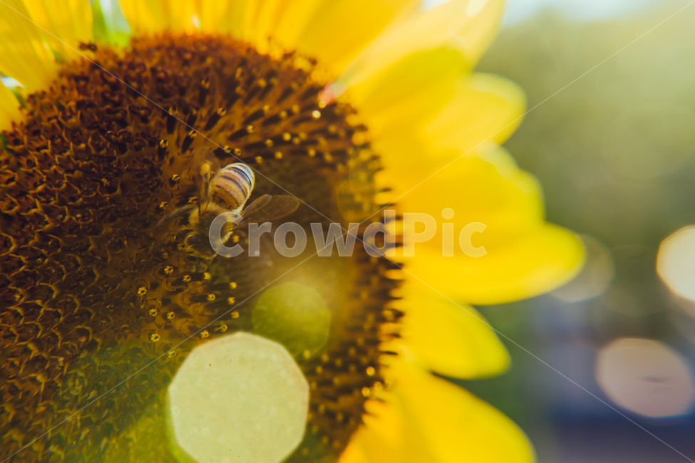 해바라기,들판,햇빛,sunflower,화사한,그린,green,sun,렌즈플레어,초록,꽃,flower,싱그러움,식물,자연,plants,nature,꽃,flower,동물,animal,곤충,벌레,insect,bug,감성,sensible,feeling