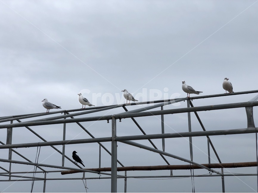하늘,구름,새,갈매기,철,철골,동물,animal,조류,새,birds