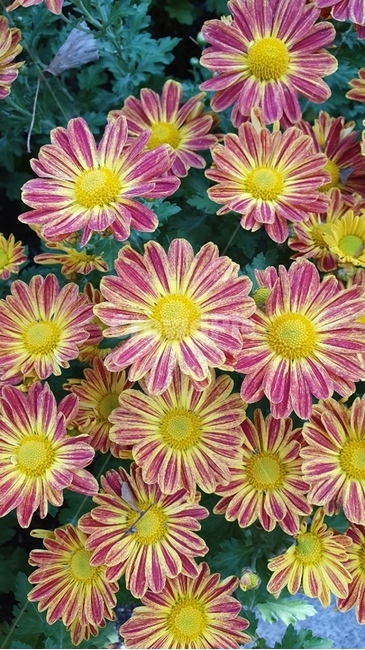 plant,식물,blossom,flower,꽃,국화,chrysanthemum,식물,자연,plants,nature,꽃,flower