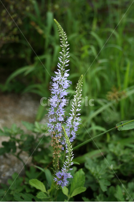 긴산꼬리풀,식물,flower,plants,nature,꽃,꽃봉오리,식물,자연,plants,nature,꽃,flower