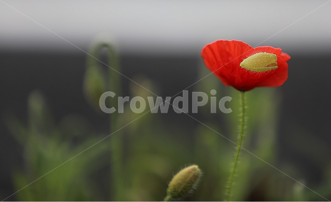 꽃,양귀비,자연,식물,양귀비꽃,식물,자연,plants,nature,꽃,flower