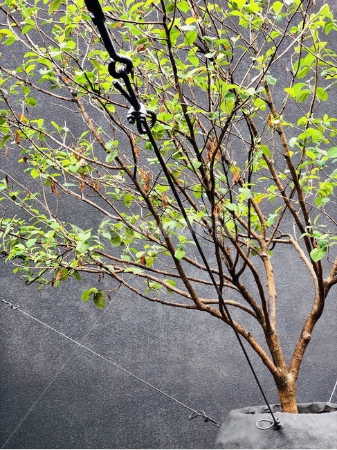 plant,식물,tree,나무,회색