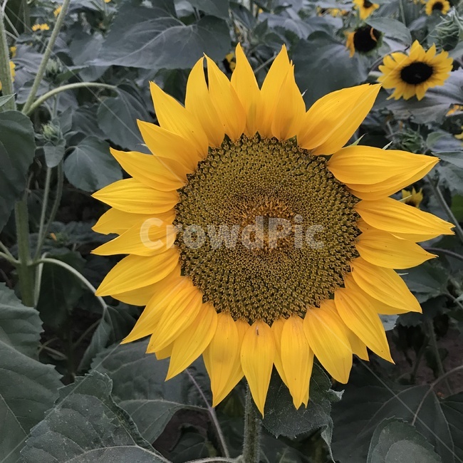 해바라기,꽃,flower,blossom,plant,노란꽃,식물,여름꽃