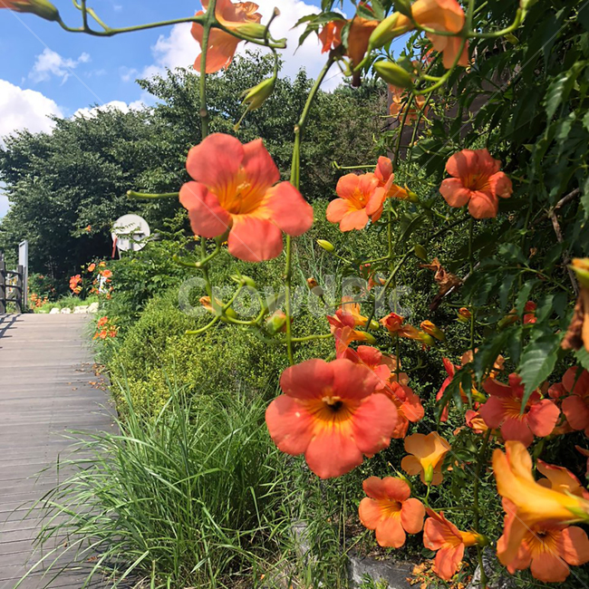 능소화,plant,식물,chinesetrumpetcreeper,꽃,여름