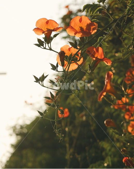 능소화,꽃,자연,식물,여름꽃,여름,감성,플라워,flowers,nature,plants,feeling,식물,자연,plants,nature,꽃,flower