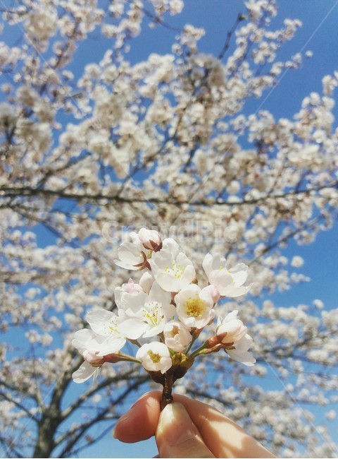 벚꽃,봄,꽃,flower,나무