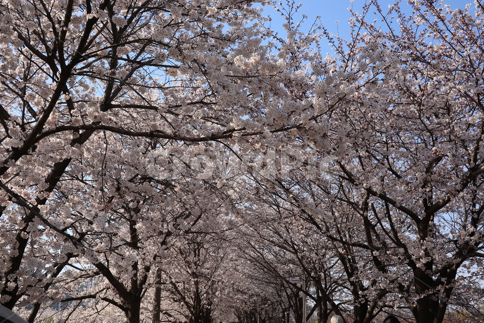 벚꽃,봄,벚꽃축제,꽃길,공원