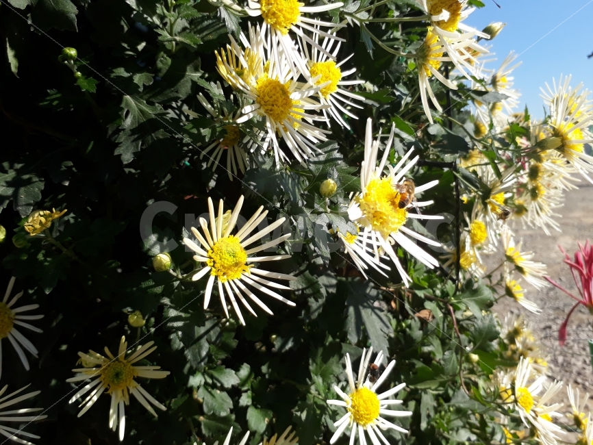 꽃,국화,마산국화축제,가을,꽃과벌,식물,자연,plants,nature,꽃,flower