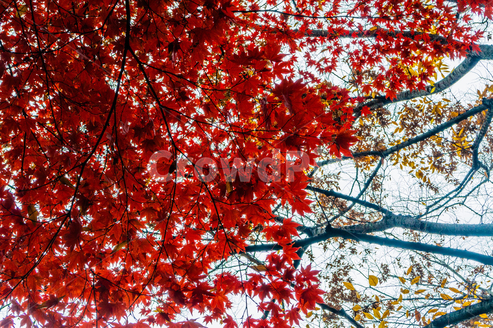 단풍,단풍나무,낙엽,foliage,가을단풍,autumnleaves,가을,계절,fall,autumn,season,plant,식물,leaf,잎,tree,나무,maple