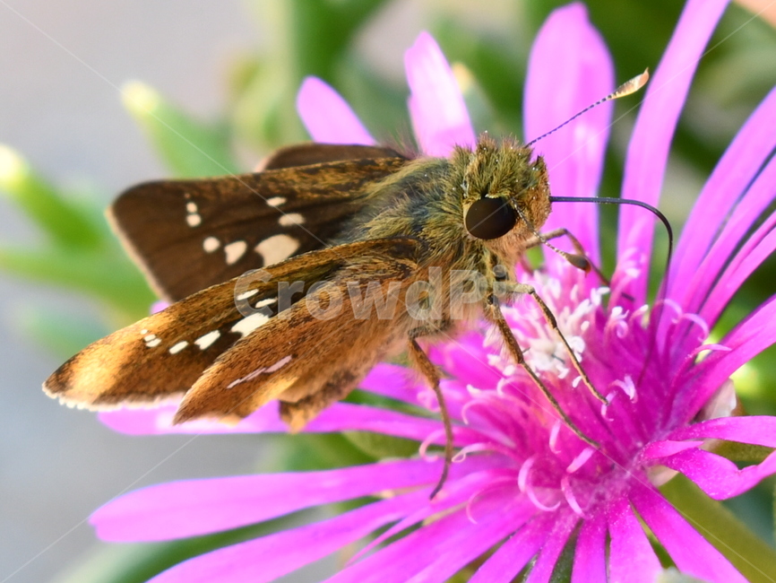 나방,자연,꽃,봄,곤춘,동물,animal,곤충,벌레,insect,bug