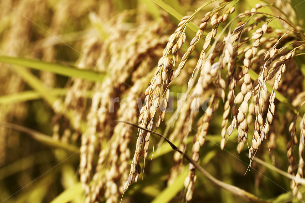 벼,쌀,곡식,주식,결실,이삭,벼이삭,논,농업,가을,산업,industry,industrial,농업,농사,agriculture,farming,farming industry