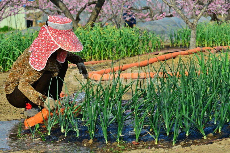 복숭아밭,복사꽃,파,대파,쪽파,plant,식물,blossom,flower,꽃,apparel,의복,의류,outdoors,옥외,hat,모자,sunhat,태양모자,person,사람,human,인간,농업,농사,경작,과수원,사람,인물,인간,human,person,농업,농사,agriculture,farming,farming industry