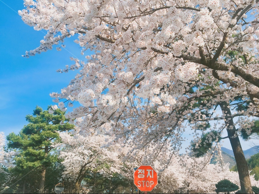 울산,봄,벚꽃,정지표지판,벚꽃나무,봄,계절,spring,season,식물,자연,plants,nature,꽃,flower,plant,blossom,cherry blossom