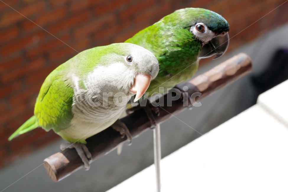앵무새,봄,동물,조류,한스마카우,퀘이커,PARROT,MACAW,QUAKER,SPRING,동물,animal,조류,새,birds
