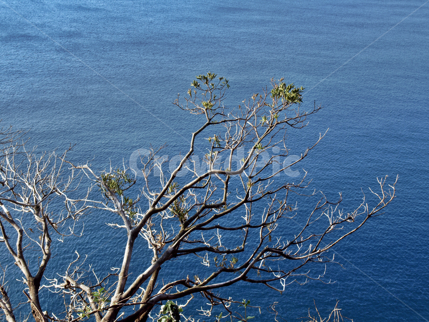 박수기정,서귀포시,올레9코스,올레,바다,제주,고사목,자연,자연,풍경,nature,landscape,tree,나무,plant,식물
