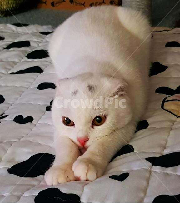고양이,동물,스코티시폴드,폴드,스코티시,동물,animal,포유류,mammal,고양이,cat,kitten,kitty